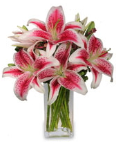 Vazo içerisinde 5 dal kazablanka çiçeği Ankara cicekciler , cicek siparisi